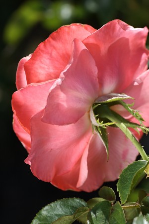 Back Of Rose